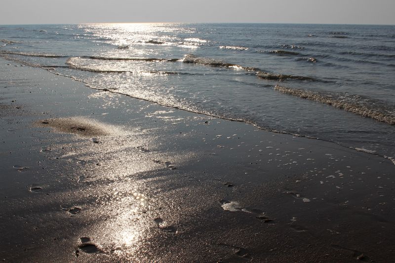 Die Reise mit dem Hund
